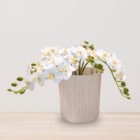 Vaso de Planta Médio em Madeira|Plástico 19,8x17,6cm Sustentável Marfim Tronco Evo Design